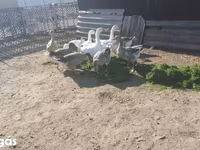 Geese — फ़ोटो 3