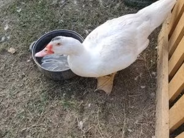Ducks — Macarıstan