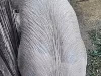 猪（批次，未指定性别）, Pigs — 照片 5
