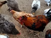 Chickens — 照片 5