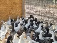 Ducks — الصورة 6