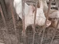 خنزيرة, Крупная белая — الصورة 8