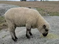 Ovan, Hampshire sheep — fotografija 4