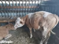 Byk, Krowa limuzyńska — zdjęcie 2