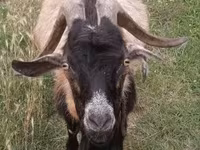 बकरा, Saanen goat — फ़ोटो 1
