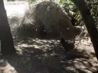 Chickens — foto 6
