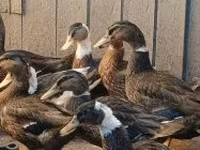 Ducks — الصورة 2