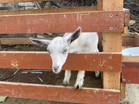 Koza, Fergana goat — fotografija 4
