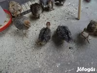 Chickens — fotografija 2