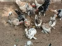 Bantam japonesa — foto 6