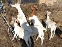Echki, Boer goat — 3-rasm