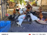 Chickens — फ़ोटो 5