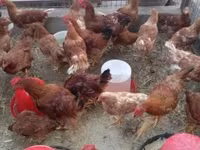 Chickens — फ़ोटो 2