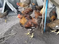 Chickens — zdjęcie 2
