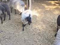 Oveja, Tsigai sheep — foto 2