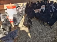 Australorp — fotografija 1