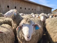 Ovca, Edilbay sheep — fotografija 1