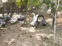 Ducks — fotografija 2