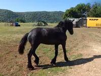 Koń, Friesian — zdjęcie 5