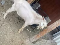 Koza, Saanen goat — fotografija 8