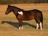 Pastuv, Pinto horses — fotografija 2