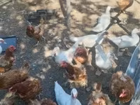 Ducks — zdjęcie 1