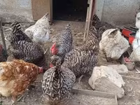 Chickens — fotografija 3
