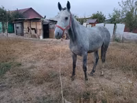 At, Thoroughbred horse — foto 4