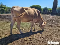 Krava, Simmental cattle — fotografija 4