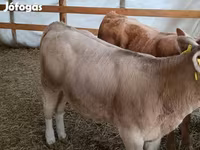 Touro, Simmental cattle — foto 4