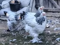 Brahma — fotografija 1