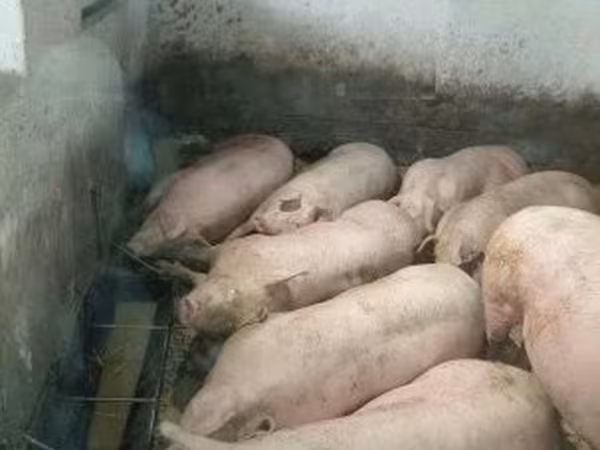 Свині (партія, стать не вказано), Свині