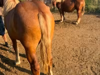 فرس, Hungarian horse breed — الصورة 1