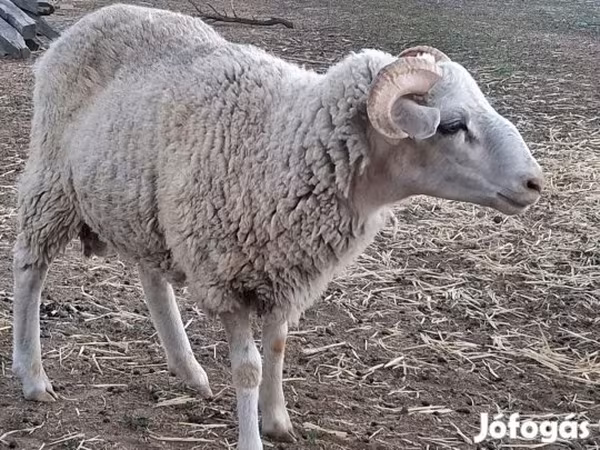 Ram, Sheep