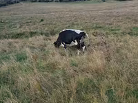 Krowa, Russian Black pied cattle — zdjęcie 2