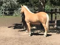 Stute, Hungarian horse breed — Foto 6