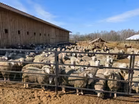 Ovan, Kuibyshev sheep — fotografija 3