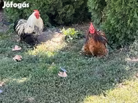 Turkeys — 照片 4