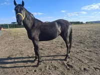 Koń, Nonius horse — zdjęcie 4