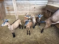 Cabra, Alpine goat — foto 3