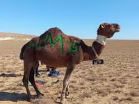 Deva, Arvana camel — fotografija 1