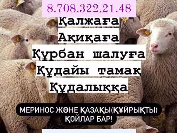 Baran, Owce