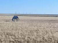 雌馬, Horse breed — 写真 4