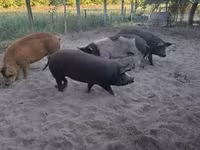 Eber, Schweine — Foto 4