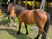 Kobyła, Međimurje horse — zdjęcie 1