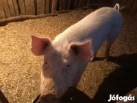 Eber, Schweine — Foto 3