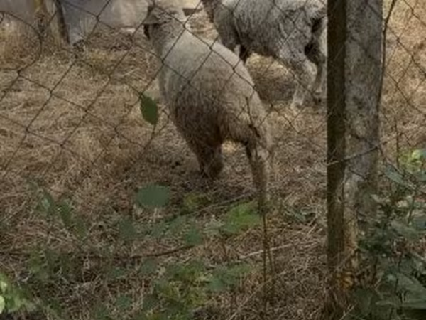 Bélier, Moutons — Hongrie