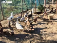 Ducks — 照片 6