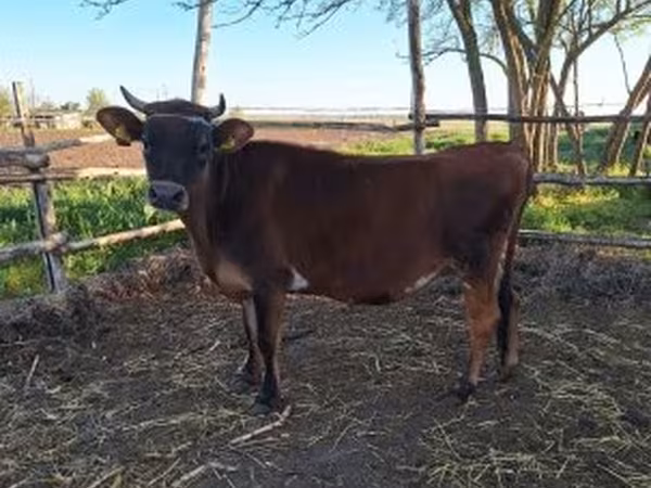 母牛, Limousin cow