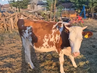 Krowa, Simmental cattle — zdjęcie 2